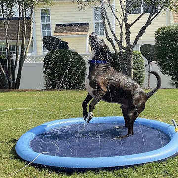 Dog Toys