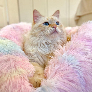 Fluffy Cat Bed