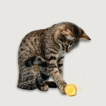 Interactive Cat Toy Ball