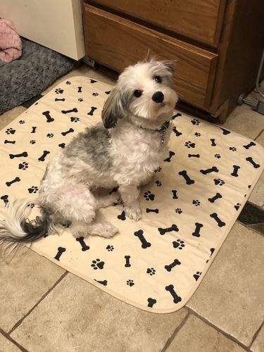 The Durable Leak-Free Potty Pad