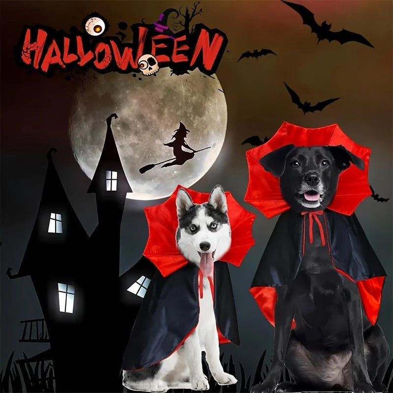 Halloween pet costume