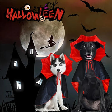 Halloween pet costume