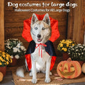 Halloween pet costume