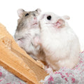 Small Animal Bedding